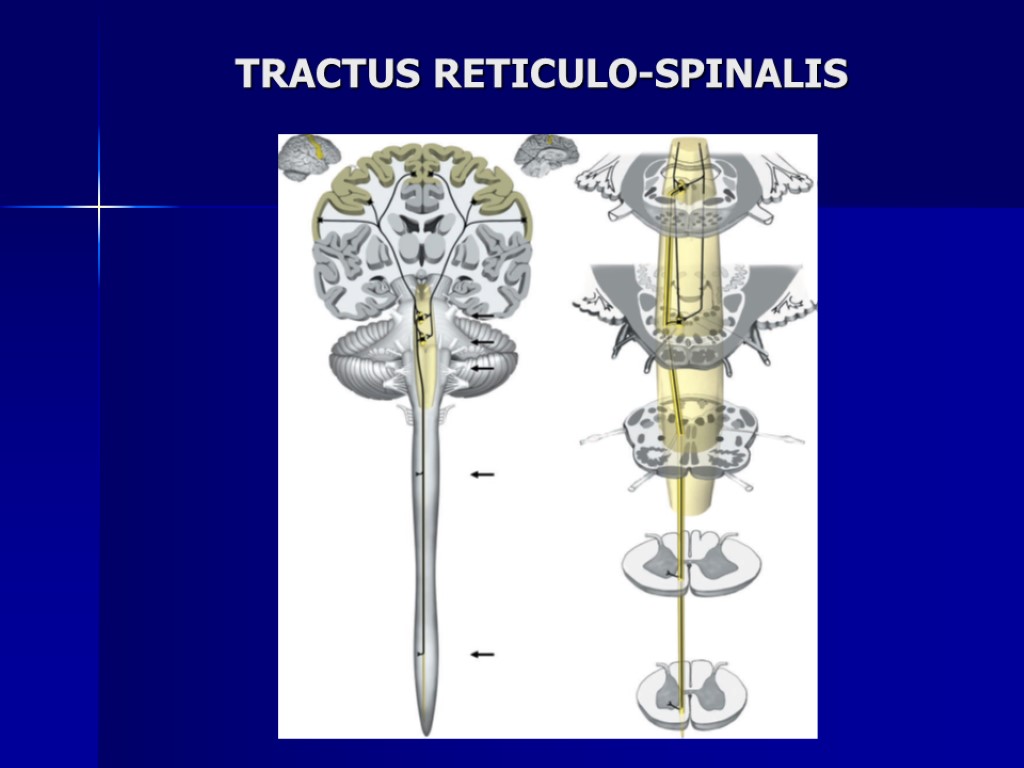 TRACTUS RETICULO-SPINALIS